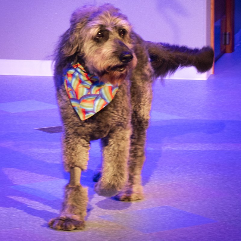 Special guest presenter, Bowdie, at the 31st Annual CT Critics Circle Awards Ceremony.
